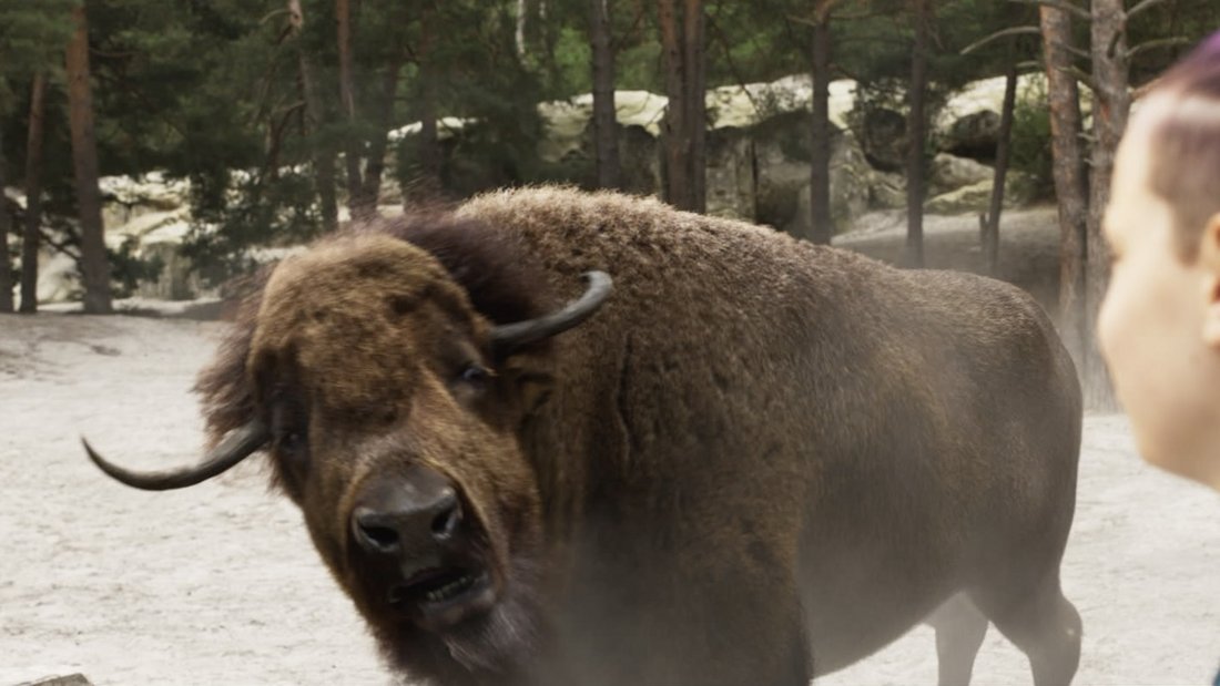 PXO supervised all VFX work, from concept to final execution. The still shows a bison staring at a young boy.